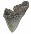 Partial Fossil Megalodon Tooth #89026-1